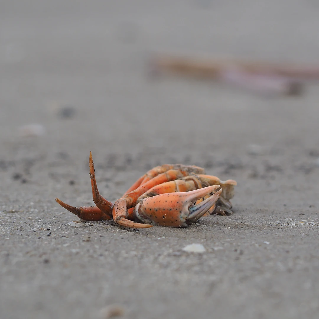  April 2026 ©muellerinartstudio